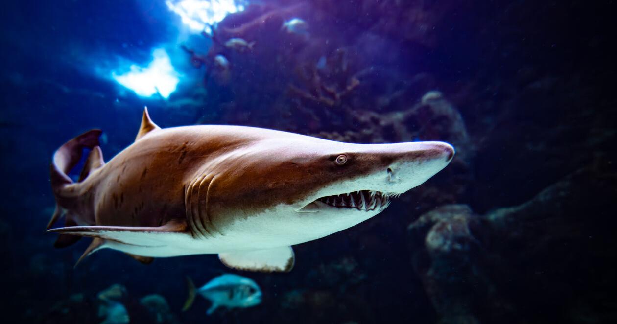Photography Club of Citrus Hills: Trip to aquarium yields interesting  images | Entertainment in Citrus County | chronicleonline.com