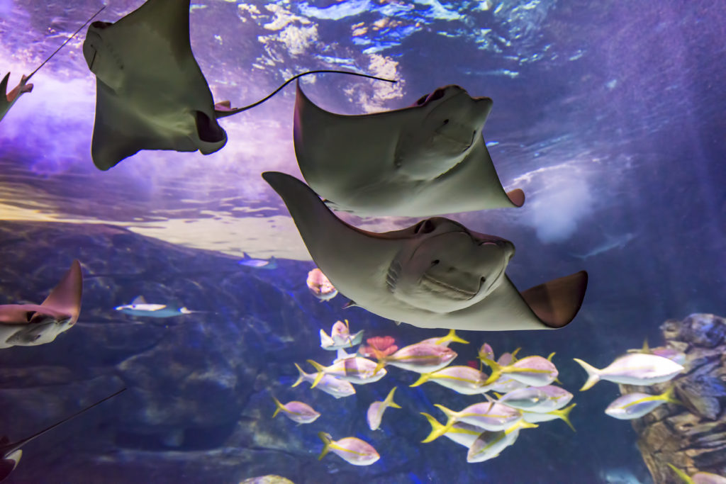 Capturing the Perfect Photograph at Ripley's Aquarium of Canada