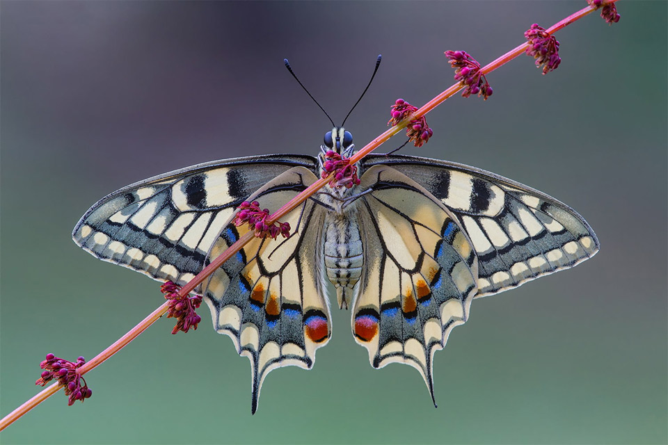 25 Butterfly Photography Tips for Colorful Butterfly Pictures