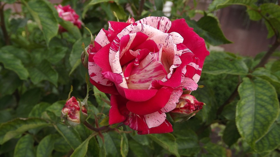 Flower Rose Two-Color - Free photo on Pixabay - Pixabay