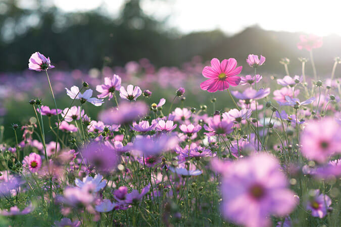 How to Photograph Flowers