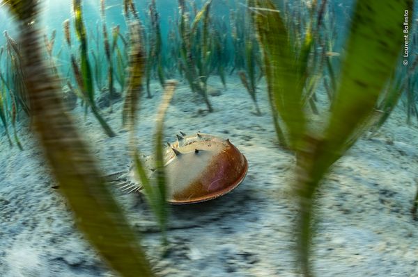 “Shore Move”: Winner, Portfolio Award by Laurent Ballesta