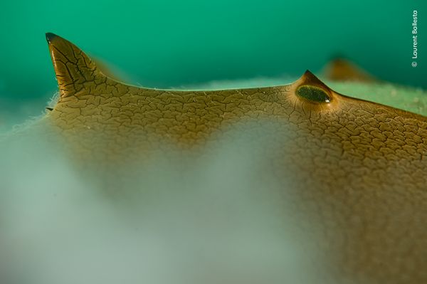 “View Point”: Winner, Portfolio Award by Laurent Ballesta