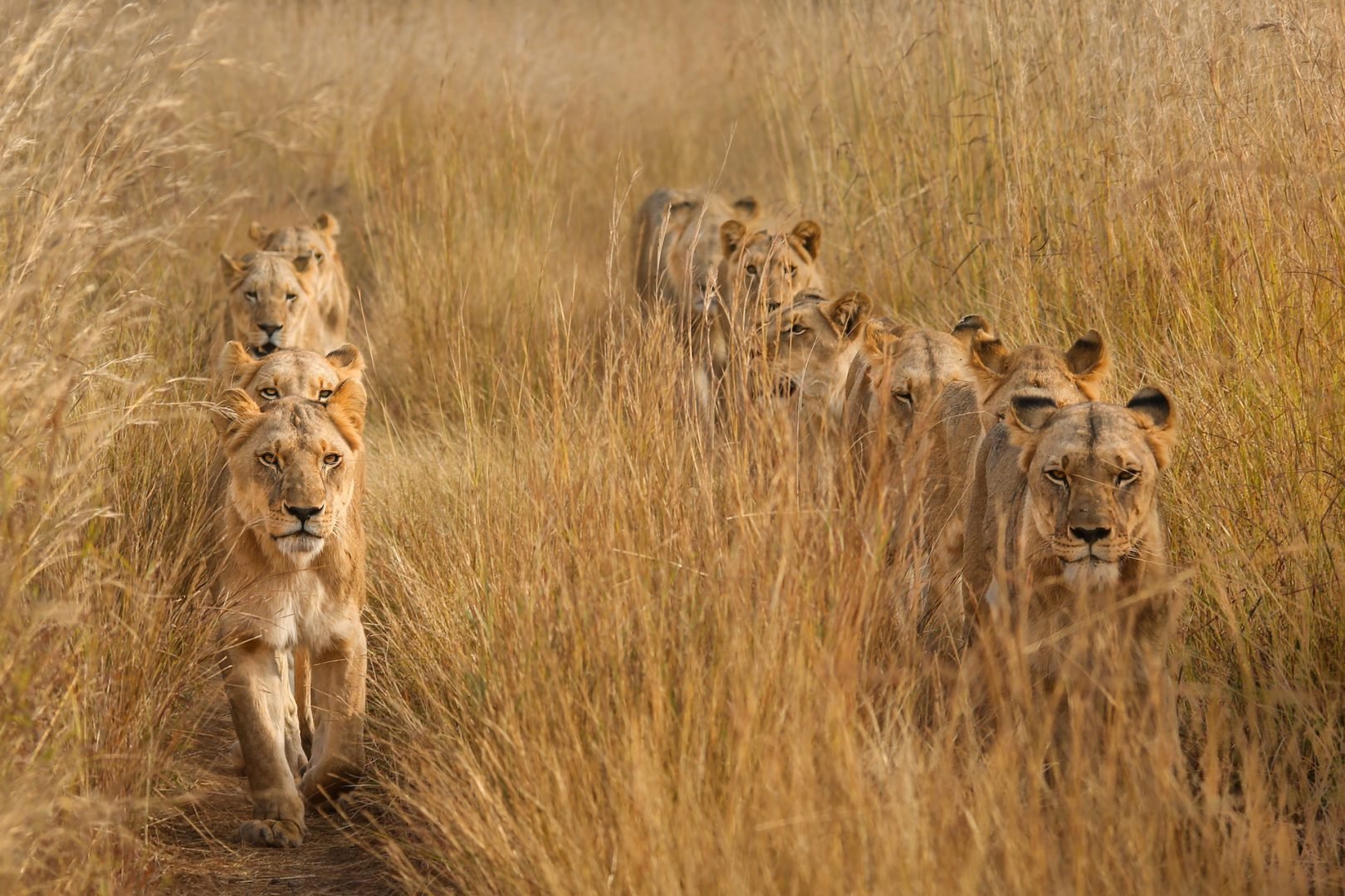 © Torie Hilley/Siena International Photo Awards 2023; Animals in their Environment